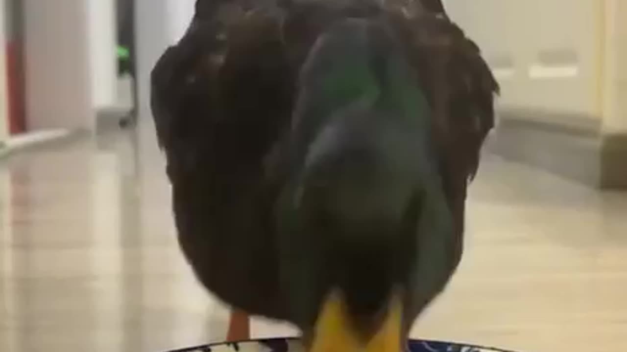 Dinner is served