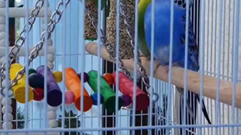 HD parrot video viral beauty famous usa canada