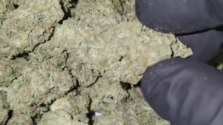 Oreoz THCA Flower Ounces