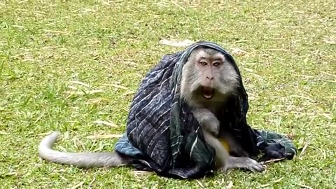 Funny Monkeys in the Beach, Just watch!