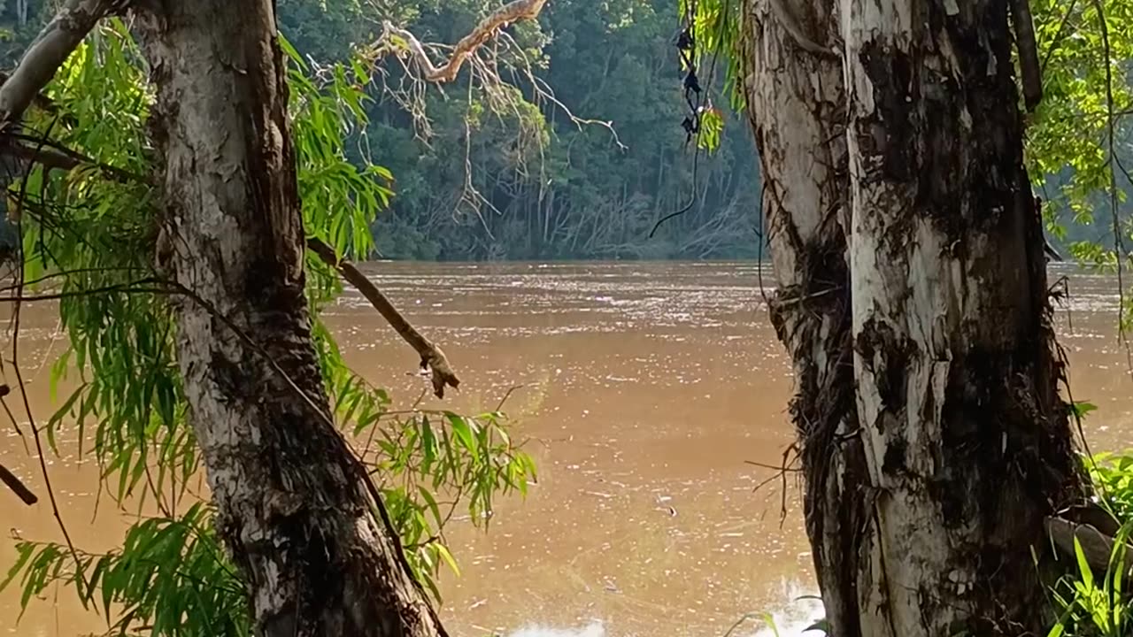 22.12.2024 The Barron River, Kuranda