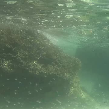 Snorkeling Through Serenity