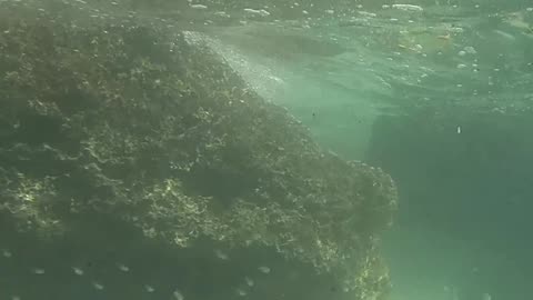 Snorkeling Through Serenity