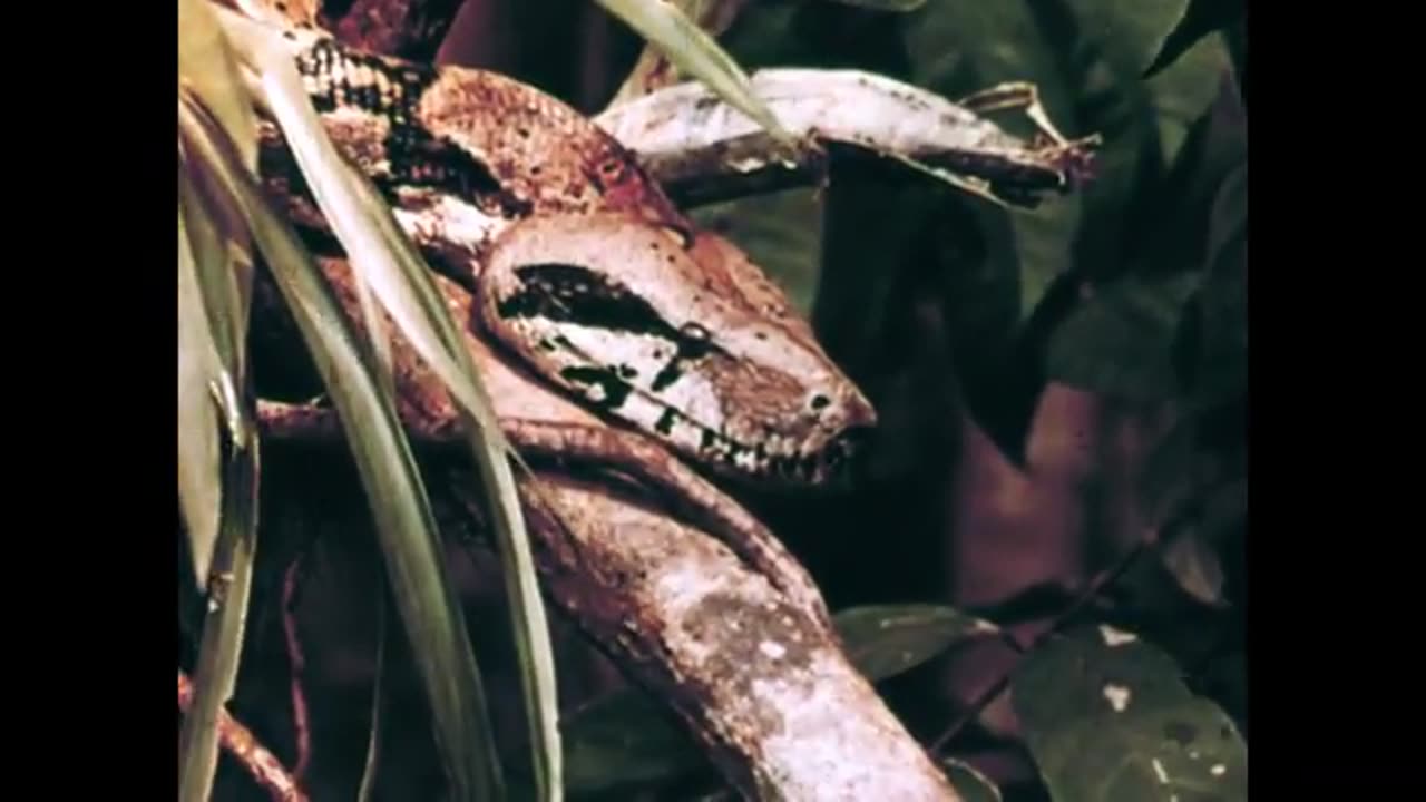 Animals of the South American Jungle: Wonders of the Amazon