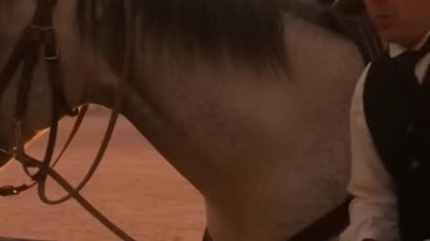 Texas Horse Incident