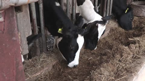 The Cows are Coming Home