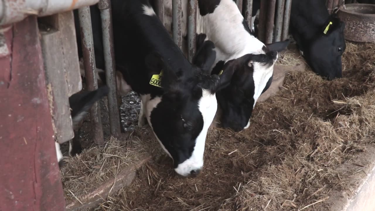 The Cows are Coming Home