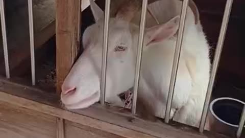かわいい山羊さんの芽衣ちゃんの映像