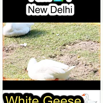 🦆Perfect glimpse of nature’s quiet beauty in every frame. 💫