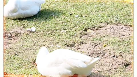 🦆Perfect glimpse of nature’s quiet beauty in every frame. 💫