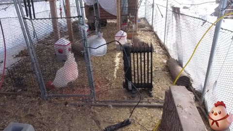 Chicken Live Stream