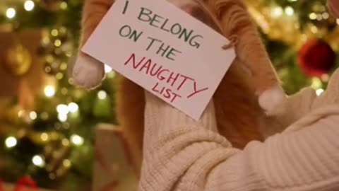 🐱🎄 My Naughty Cat Just Ruined Christmas Again… I Can’t Stop Laughing 😂✨