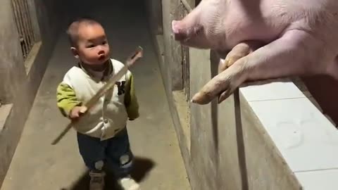 Baby and pig funny video 2025 skc.com 48