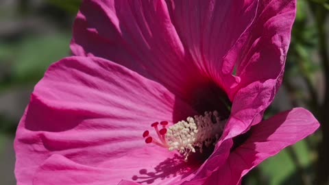 Flowers For A New Year From Petunia