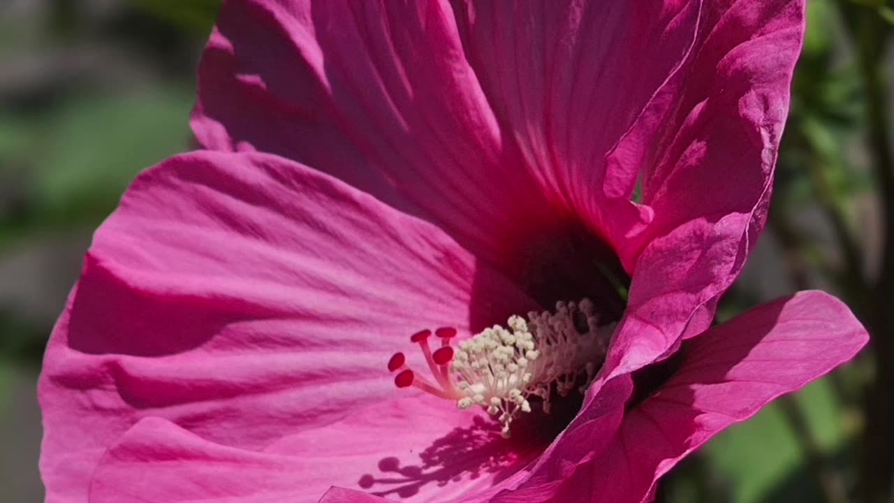 Flowers For A New Year From Petunia