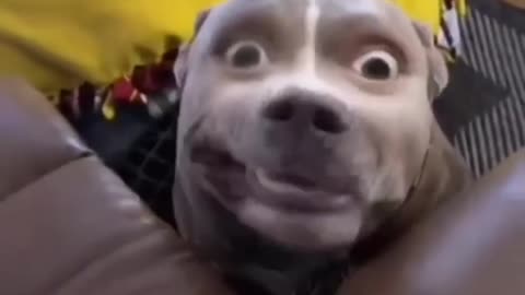 funny animals video #shortvideo #shorts 