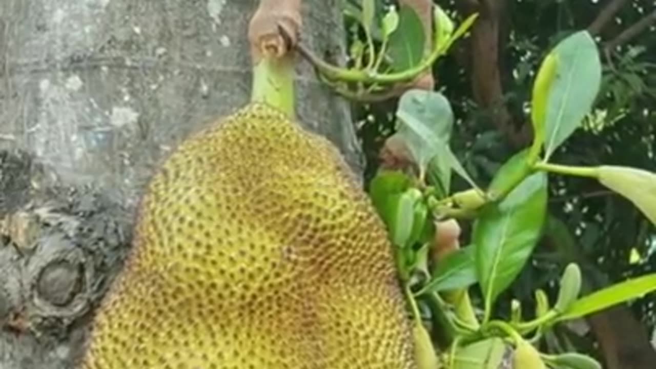 Two benefits of eating jackfruit