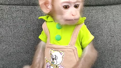 Baby monkey is sad when baby girl doesn't play with him #cutemonkey #monkeybaby