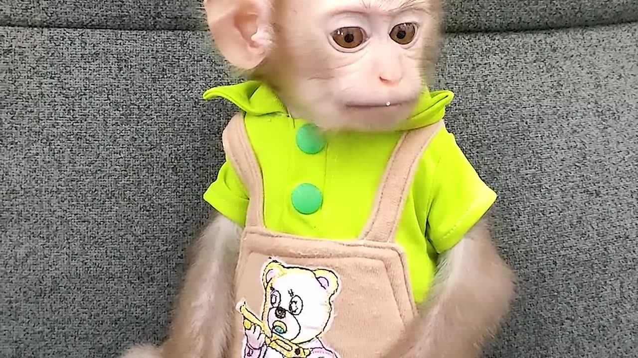 Baby monkey is sad when baby girl doesn't play with him #cutemonkey #monkeybaby