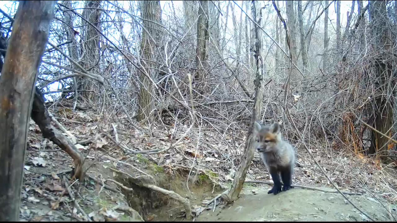 Kit Foxes