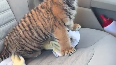 Look at the baby Tiger on a car ride