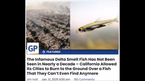 The Infamous Delta Smelt Fish