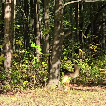 Sable german shepherd.