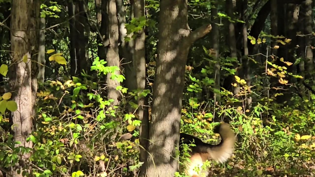 Sable german shepherd.