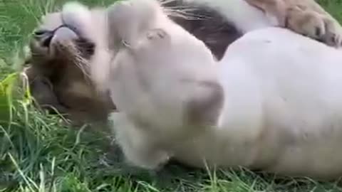 nothing but love 🦁❤️