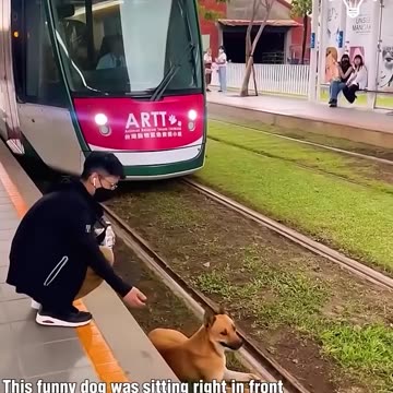 Dog sits in front of the train!.hd