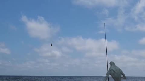 Alien Catches Lemon Shark with a Drone