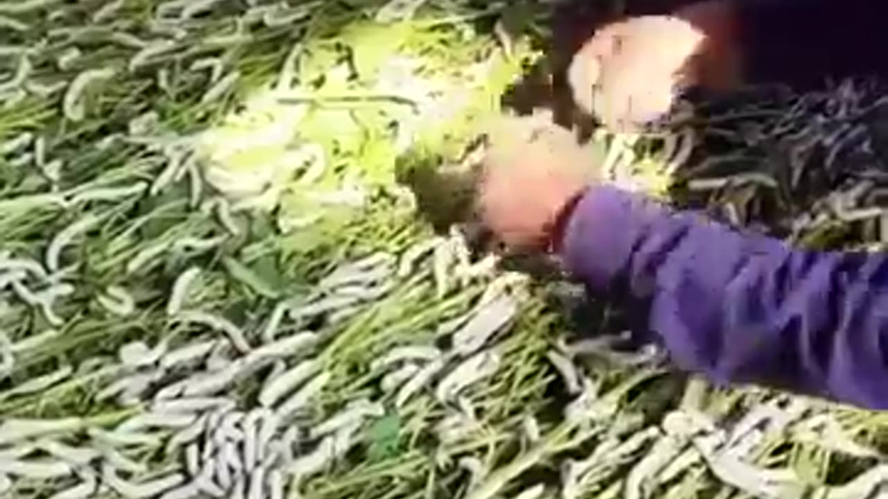 🤯✨ Discover How Silk Is Made! | FeedMyCuriosity