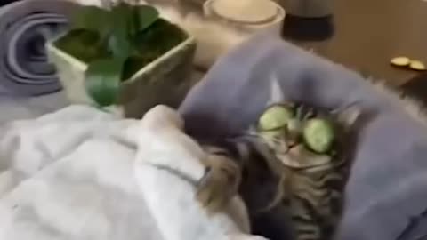 Wtf?