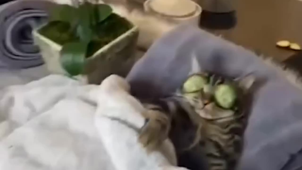 Wtf?