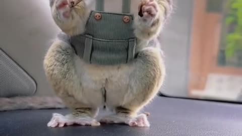 "Galago - a spring on the loose 🐒💥