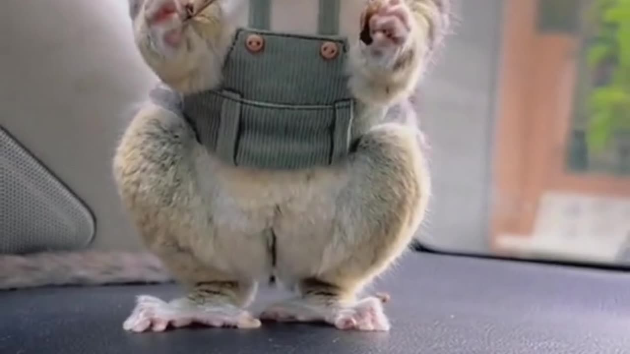 "Galago - a spring on the loose 🐒💥