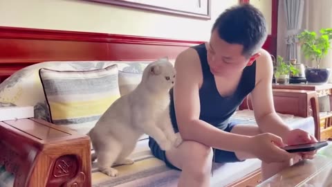 A Day in the Life of Cat buddy funny video