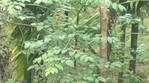 Fruit Garden | Growing Fresh Fruits at Home