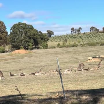 Kangaroo diaries only in Australia 🇦🇺