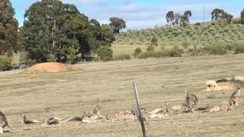 Kangaroo diaries only in Australia 🇦🇺