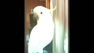 Dog Protects Kitten Like a Big Brother | Heart-Melting Moments 😭💖