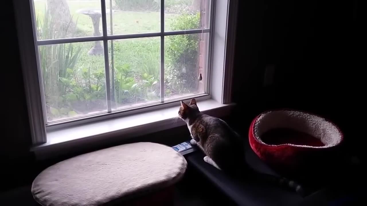 Funny video about animals