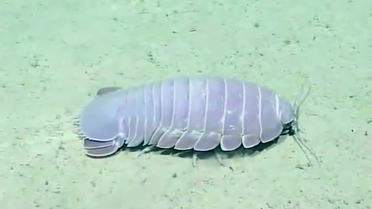 Mysterious isopod..