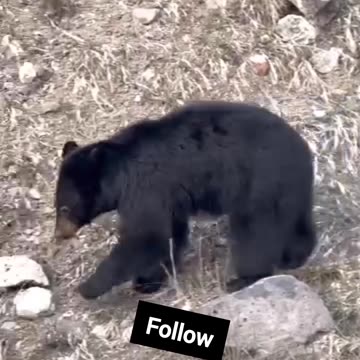 Black Bear Crossing The Road 🕵