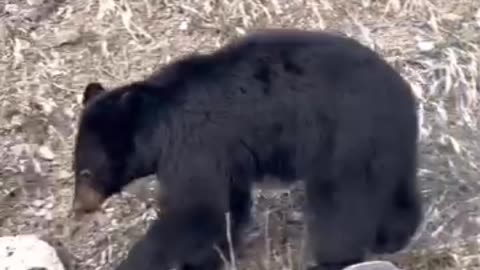 Black Bear Crossing The Road 🕵