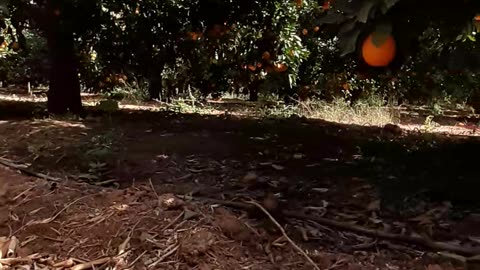 Orange,frut,jus