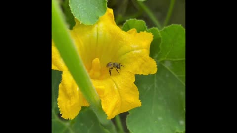 #video #Flowers, Pollinators, and the Quiet #Work of #Nature 🪴 #Growth, #Food 👩‍🌾 #plant #gardening