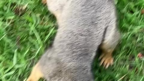 Friendly Squirrel