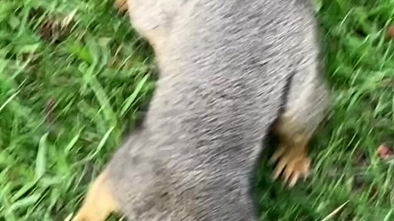 Friendly Squirrel