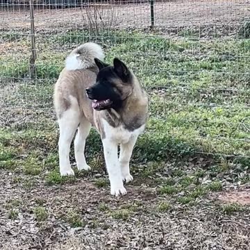 Ronnie is 7 months old